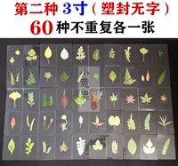 60 маленьких листьев (пластиковые уплотнения без метки)