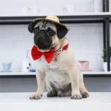 Фермеры и кошка соломенная шляпа домашние животные, кошачьи продукты весна и лето, маленькие и средние щенки для солнца шляпа плюшевые ювелирные изделия