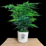 Бамбуковый горшечный растение Внутренний цветочный офис на рабочем столе на рабочем столе зеленый растение всасывание