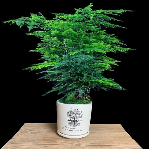 Бамбуковый горшечный растение Внутренний цветочный офис на рабочем столе на рабочем столе зеленый растение всасывание