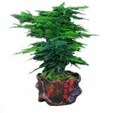 Бамбуковый горшечный растение Внутренний цветочный офис на рабочем столе на рабочем столе зеленый растение всасывание