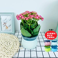 Долговечность+Цветная Фарфоровая Раковина (Керамика)