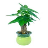 Lvluo Fortune Tree Tree Plant Plant Plant Комната цветочные зеленые растения LV сцены четыре сезона Changqingwen Bamboo Hanging Orchids