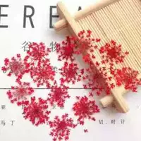 Роза красная