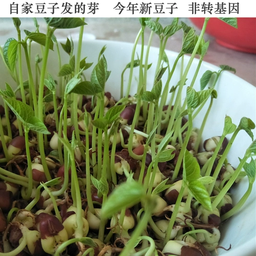 23 Новая красная xiaodou Новая ферма ферма, производимая красная Xiaodou, с не -красными ячменями большие красные бобы и разные зерна 250 г 250g