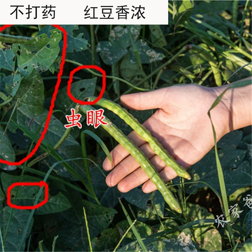 23 Новая красная xiaodou Новая ферма ферма, производимая красная Xiaodou, с не -красными ячменями большие красные бобы и разные зерна 250 г 250g