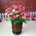 Trang chủ phụ kiện sáng tạo sân vườn mây mây wicker hoa mô phỏng hoa khô hoa cắm hoa nhỏ bình hoa trang trí - Vase / Bồn hoa & Kệ chậu chữ nhật trồng cây Vase / Bồn hoa & Kệ