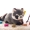 Chính hãng dễ thương Panda mèo đồ chơi búp bê sang trọng búp bê ôm gấu rag búp bê cặp vợ chồng quà tặng sinh nhật - Đồ chơi mềm đồ chơi cho bé trai 1 tuổi