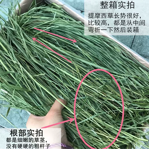 2025 Новая сушена