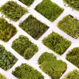 Hermia Moss Moss Plant Plant Micro -Wlandscap