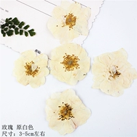 Белая роза (слегка желтый цвет) 10 цветов
