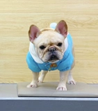 Боевая хлопчатобумажная комната, хлопчатобумажная куртка, борьба с хлопчатобумажным покрытием, домашнее собака, зимняя труба