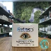 New Zealand thư trực tiếp Làm mới thuốc nhỏ mắt chống mệt mỏi mà không cần chất bảo quản làm giảm khô mắt 30 - Thuốc nhỏ mắt