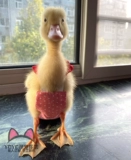 Yoyo Custom Duck Clothing Kor Duck Duck Duck Duck Duck Duck Duck Poy Grap