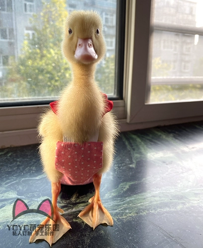 Yoyo Custom Duck Clothing Kor Duck Duck Duck Duck Duck Duck Duck Poy Grap