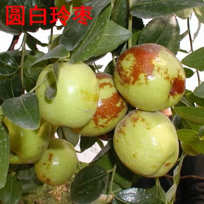[Jujube tree live seedling grafted seedling with fruit in year huge Jin-si green jujube planted in courtyard for north south winter jujube seedling]