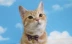 Cat World Nhật Bản nhập khẩu cổ áo mèo Amo K gió Nhật Bản cổ áo mèo mèo vòng cổ phụ kiện mèo điều chỉnh - Cat / Dog hàng ngày Neccessities