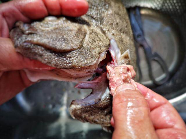 1,用刀拍多宝鱼头部,将鱼拍晕,用小刷子刷去鱼身上的黏液,剪去鱼鳍