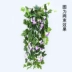 Hoa giả mây treo tường hoa giả kèn nhựa treo hoa lan trong nhà treo tường trang trí phòng khách treo giỏ - Hoa nhân tạo / Cây / Trái cây Hoa nhân tạo / Cây / Trái cây