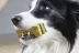 Serra Pet Singapore Chúc mừng DOGGY Golden Retriever Chó Chó Molar Ăn vặt Bốn hương vị Đồ ăn vặt cho chó