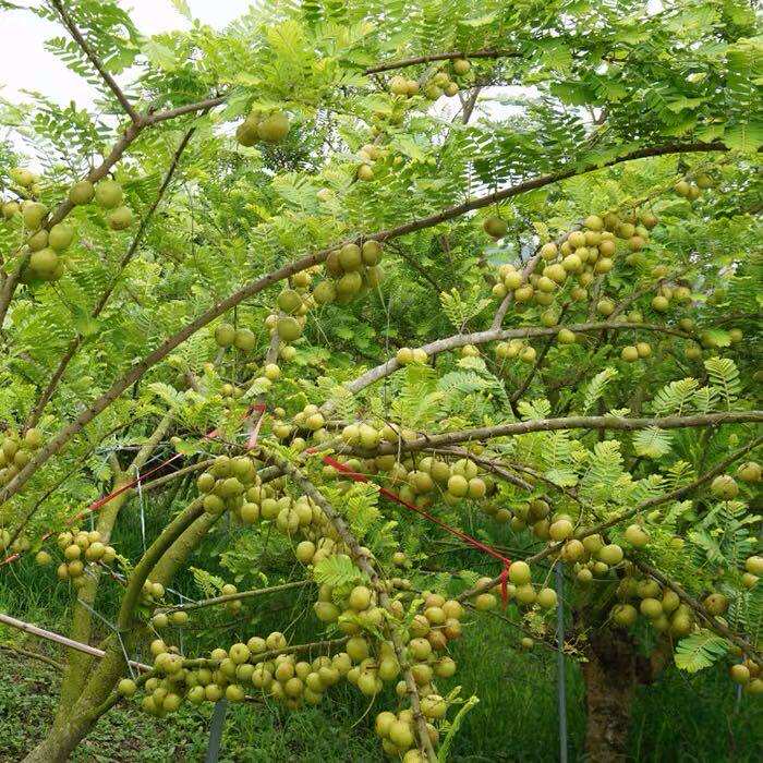 云南新鲜泡橄榄700g1/3瓶甘草水泡油甘果余甘果孕妇酸水果滇橄榄