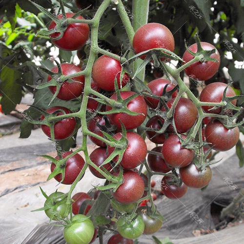 Черная жемчужина черные семена томатов фиолетовые томатные саженцы фрукты четыре сезона Западные помидоры четыре сезона семя