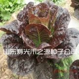 Конечная семена салата, салат, семена овощей, семена семян, четыре сезона, посеянные весенние сезон, овощи в горшках, летний балкон, осень и зимняя посадка