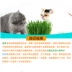 Cát hạt giống cỏ văn hóa đất để nhổ tóc bóng bộ mèo snack mèo cung cấp điều hòa dạ dày hai để gửi catnip