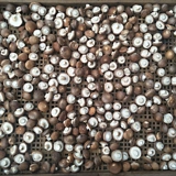 500г свежие кубей фермы денег грибы грибы [2-2,5 см] Грибы два фунта бесплатной доставки