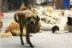 Con chó đi lạc ăn thức ăn số lượng lớn thức ăn cho chó đi lạc thức ăn cho chó viện trợ thực phẩm thức ăn cho chó đặc biệt thực phẩm 500 gam 5 kg đồ ăn cho mèo Gói Singular
