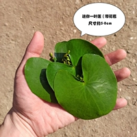 МОЙСКИЕ ТРЕ ПЕРЕДА, ЧТОБЫ ПОЛУЧИТЬ ТРИ ПЕРЕДА-в общей сложности 6 таблеток