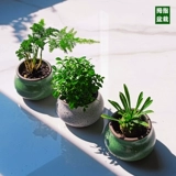 Большой палец в горшке с мхом, микро-пейзаж, креативное маленькое растение, дерево, офисный рабочий стол, бонсай, милые свежие зеленые растения