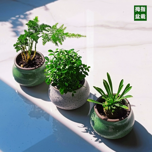 Большой палец в горшке с мхом, микро-пейзаж, креативное маленькое растение, дерево, офисный рабочий стол, бонсай, милые свежие зеленые растения