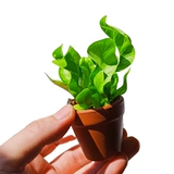 Большой палец в горшке с мхом, микро-пейзаж, креативное маленькое растение, дерево, офисный рабочий стол, бонсай, милые свежие зеленые растения