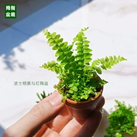 Бостонский папоротник Красная керамика