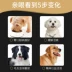 Thức ăn cho chó Universal Teddy Bear 40 Golden Retriever Labrador Retriever 20 Puppy Dog Dog 5 Thức ăn đặc biệt 10 kg - Chó Staples