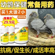 Chim bồ câu y học nghiền ngẫm thuốc cạnh tranh thư chim bồ câu mạnh mẽ cây giống chim bồ câu chim bồ câu tăng trưởng sản phẩm chăm sóc sức khỏe chim bồ câu thuốc Daquan - Chim & Chăm sóc chim Supplies