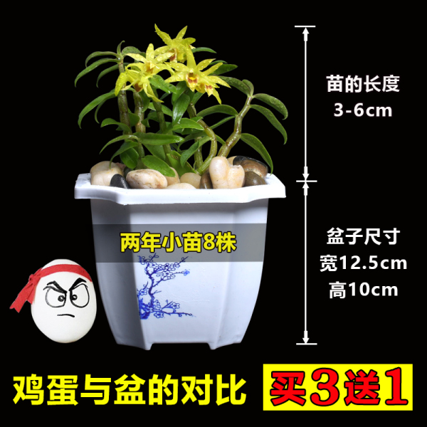 霍山铁皮石斛苗连盆 优惠券折后¥ 9.9包邮(¥14.9-5) 霍山铁皮石斛苗连盆 优惠券折后¥ 9.9包邮(¥14.9-5)