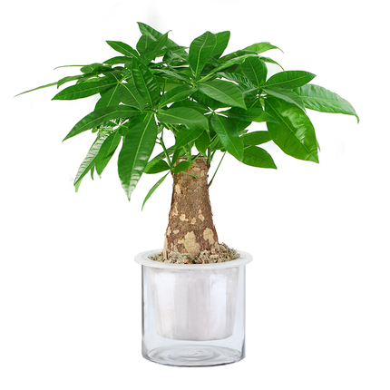 辫子发财树盆栽植物室内客厅鸿运当头开业招财水培小盆景摆件大