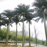 Моделирование растения тропические кокосовые листья поддельные вентиляторы лист лист большой банановый лист банановый лист рыхлый хвостовой лист крытый наружный украшение