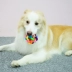 Mèo đồ chơi Teddy dog ​​đồ chơi vocal răng hàm cắn kháng tóc vàng hơn gấu kích thước dog pet đồ chơi