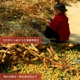 Yimeng Big Girl Соевое молоко соевое молоко, старое разнообразие соевых бобов, соевый не -ротачный ген, соевые волосы сои -соевые фермеры Самовидовые