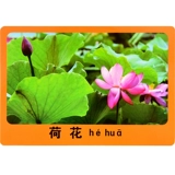 Карточки для детского сада, познавательная карта, обучение, раннее развитие