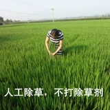 В этом году северо -восточные фермеры производили черный рис Разное зерновое зерновое зерновое зерно