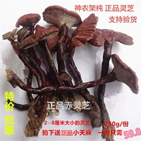 Shennongjie Pure Wild Ganoderma таблетка в целом фиолетовая ганодерма чай сухой товары ровно Lucida ganoderma lucidum
