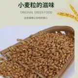 24 года сельскохозяйственного семян семян