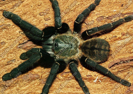 【图】越南虎纹捕鸟蛛 宠物蜘蛛 足展11-13cm 包邮 包风险 接批发