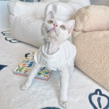 Tu Tufen Cat Mao Mao Win Cat Clothing Sphinx Cat Clothing мягкие полотенца нижние кроличи