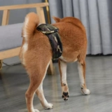 Водонепроницаемый ремень, физиологичные тонкие штаны, подходит для подростков