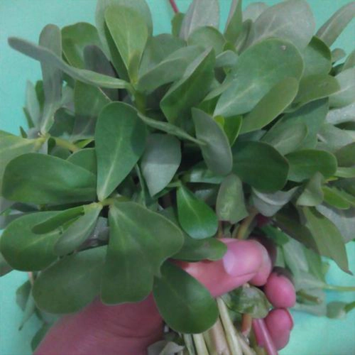 Семена диких бревков, большие блюда долголетия листьев, весенний сезон, лето, лето, осень и зимние четыре сезона, семена семян овощей, семена диких овощей